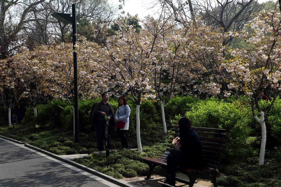 【【樱花季的上海】鲁迅公园摄影图片】生态摄