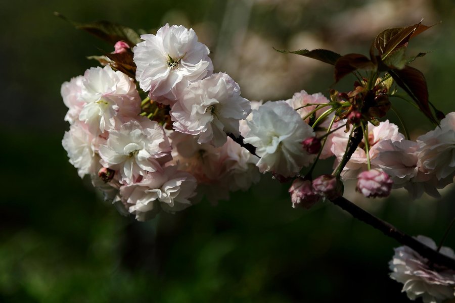 【【樱花季的上海】鲁迅公园摄影图片】生态摄