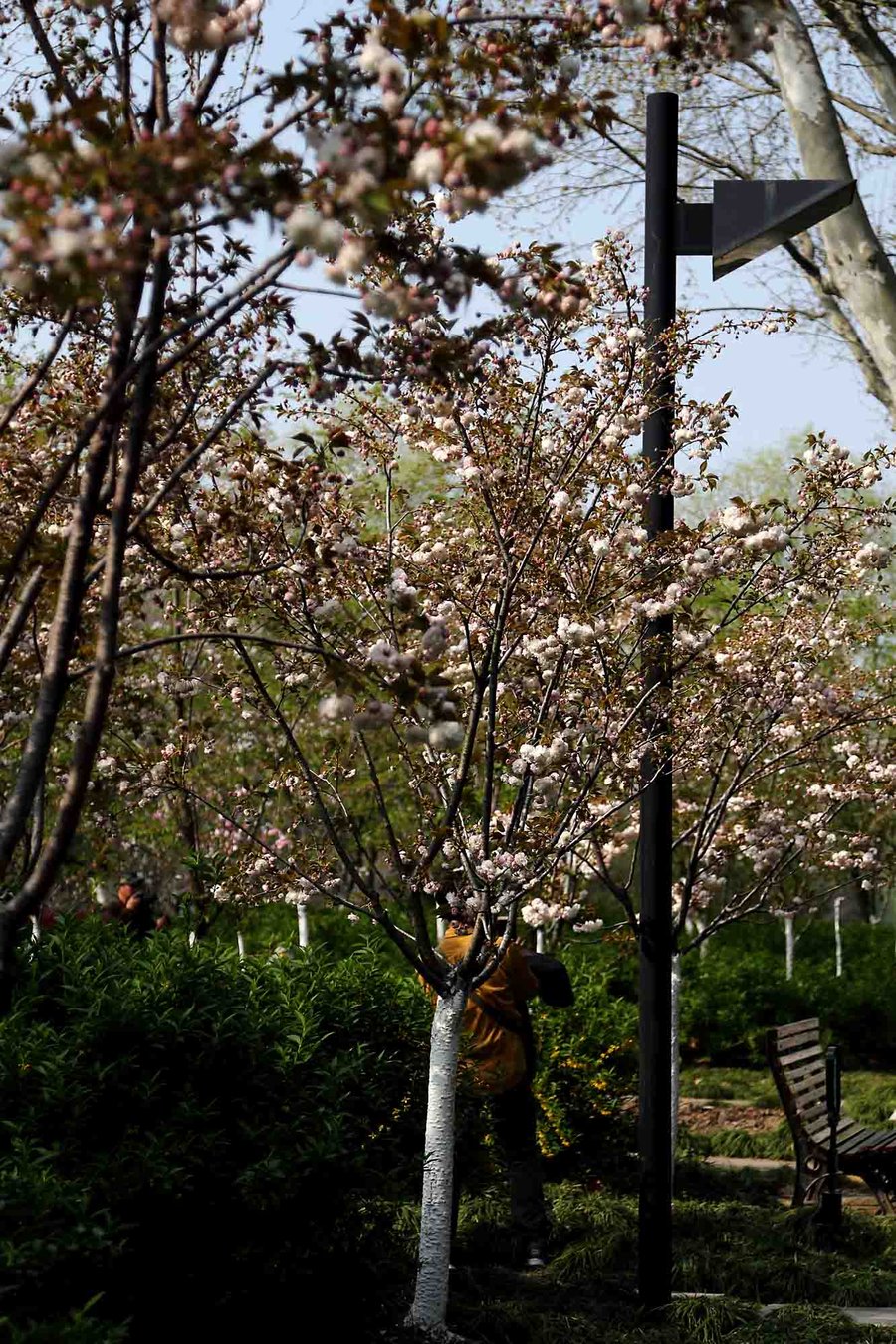 【【樱花季的上海】鲁迅公园摄影图片】生态摄