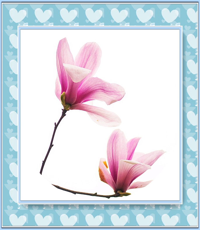 玉兰花 iii