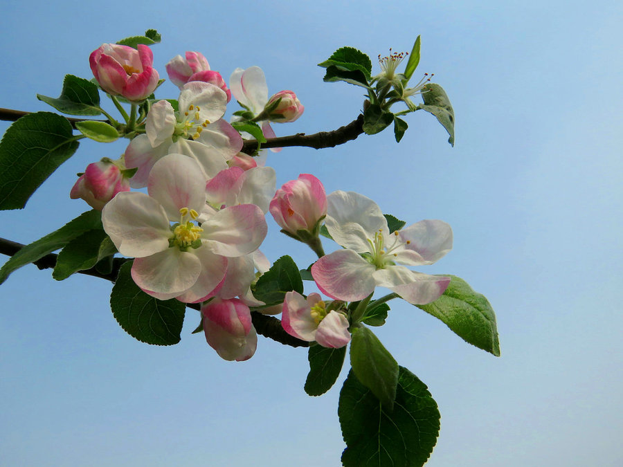 苹果花