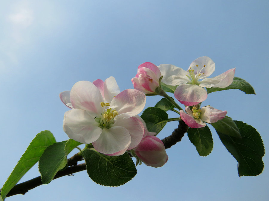 苹果花