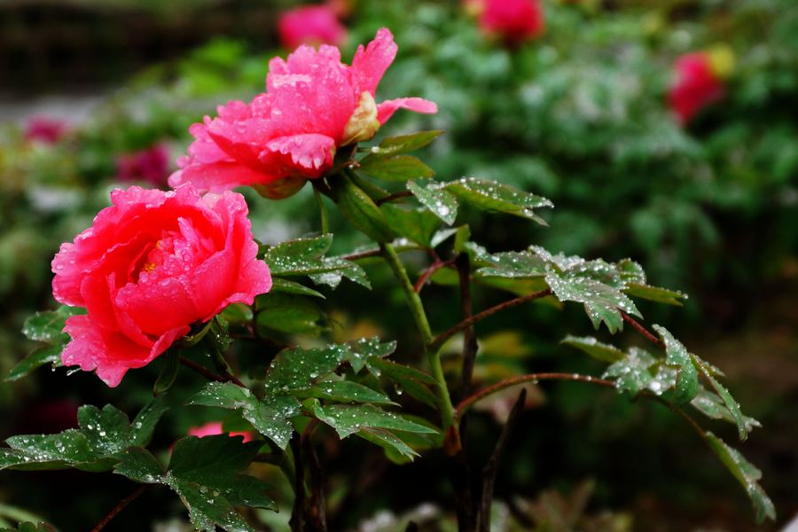 雨中花