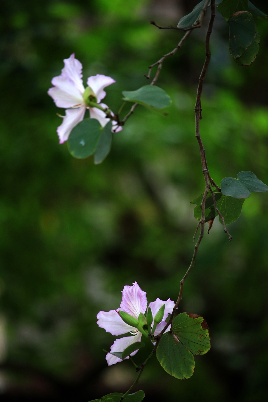 紫荆花