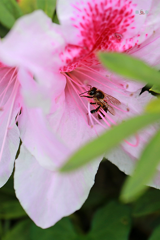 蜜蜂和杜鹃