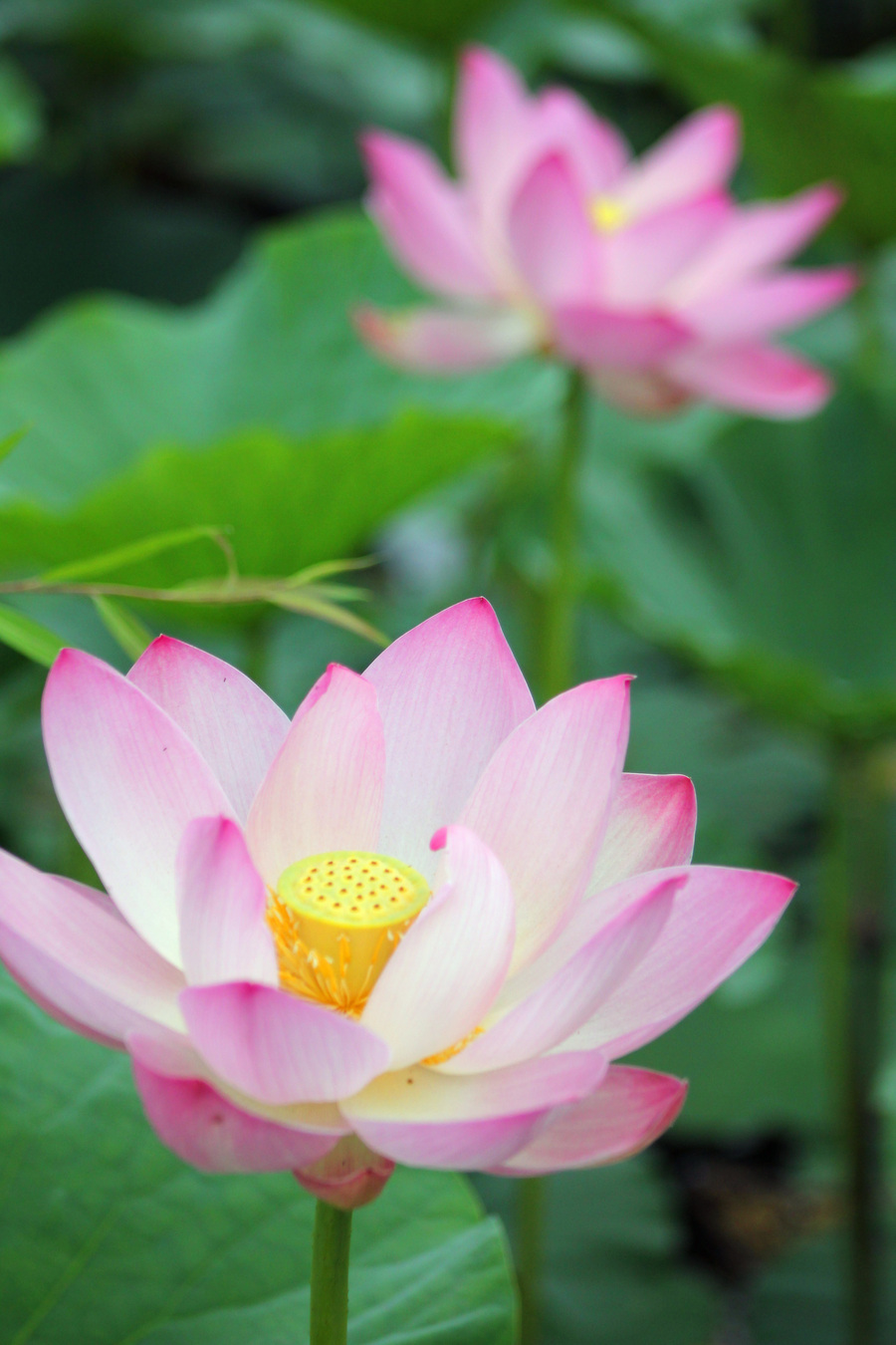【mj】花花草草