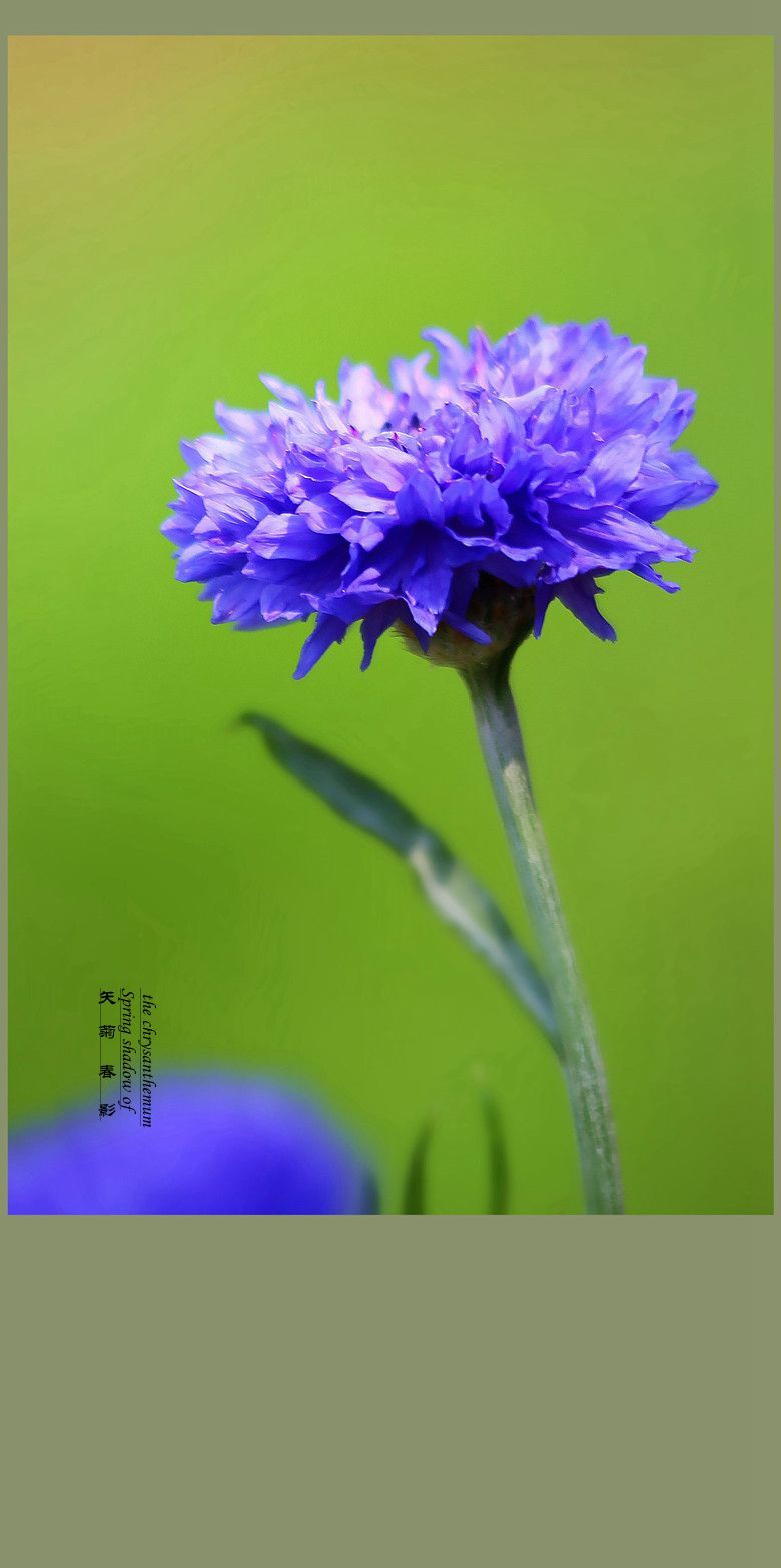 蓝色矢车菊