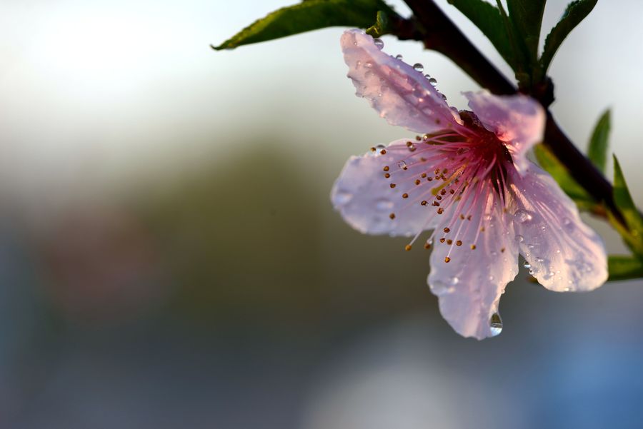 桃花一枝春带雨