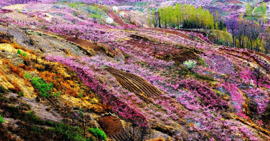 岱崮桃花别样红