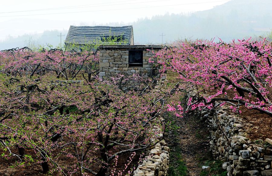 岱崮桃花别样红