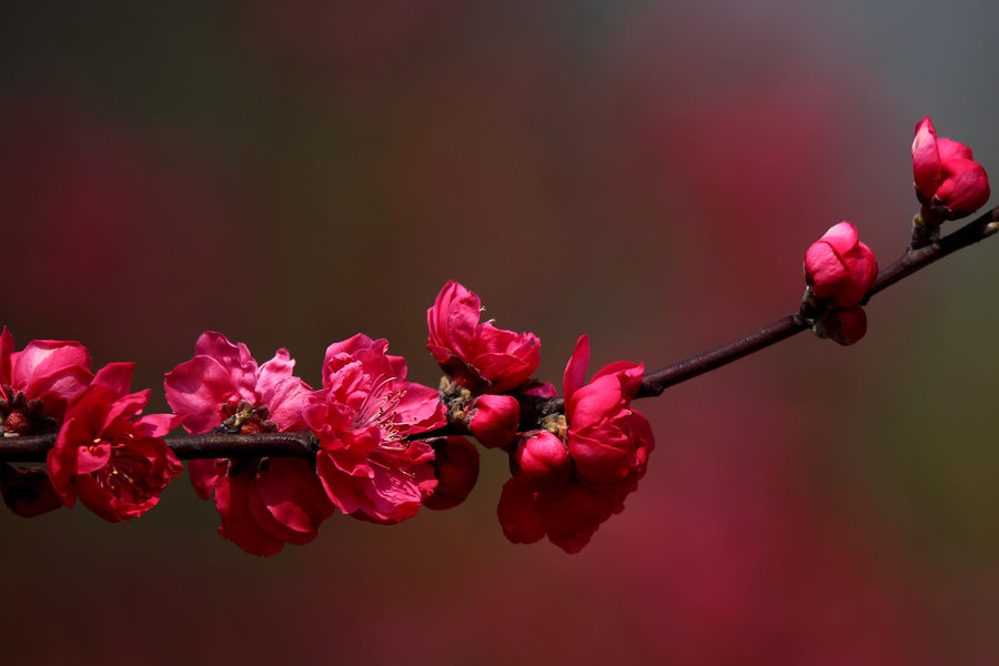 桃花红