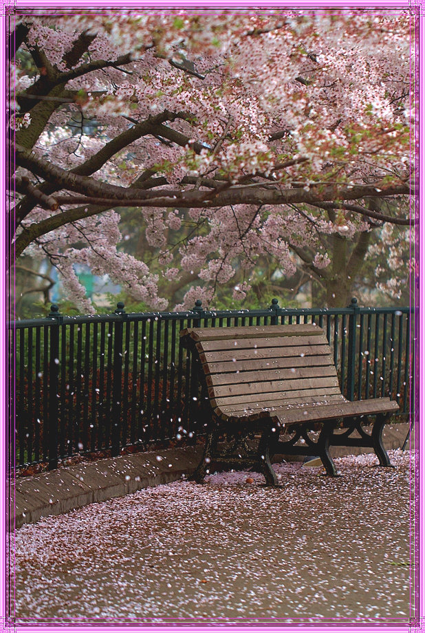 花瓣雨