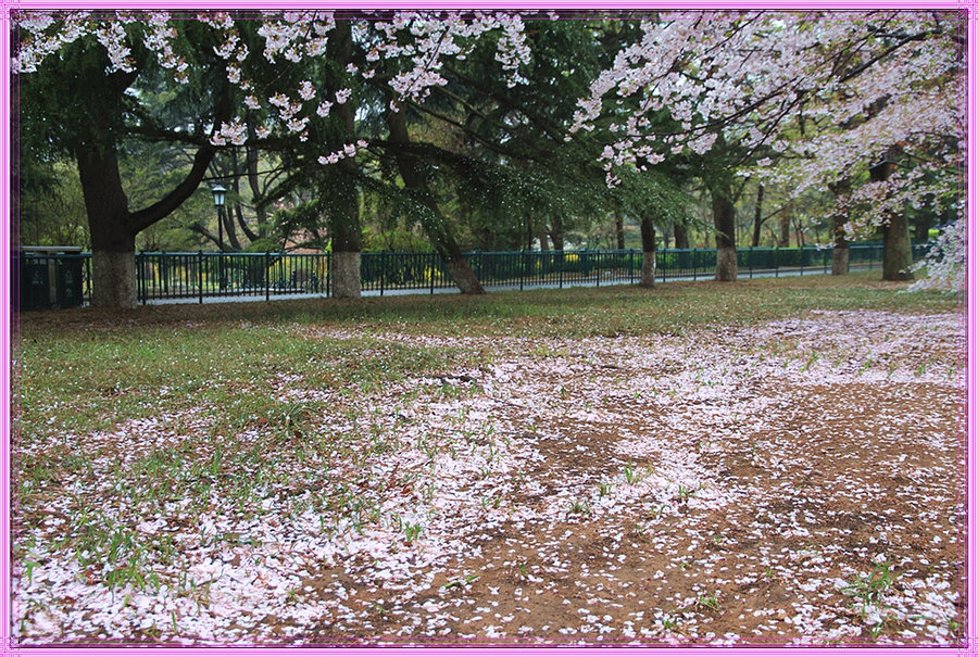 花瓣雨