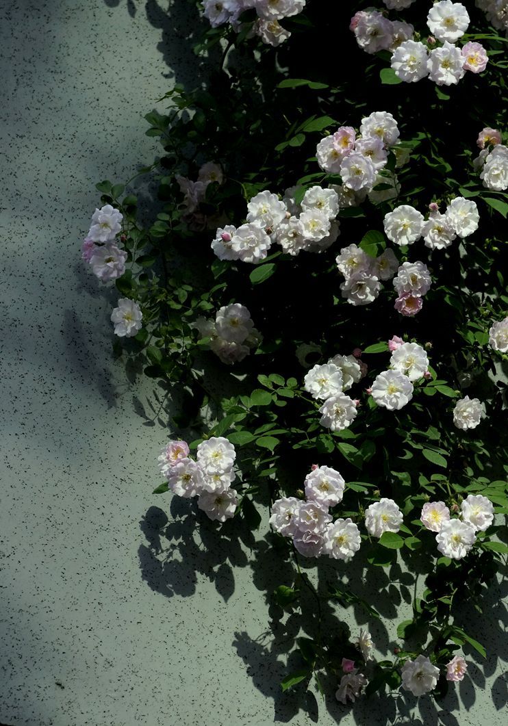蔷薇花】      幅