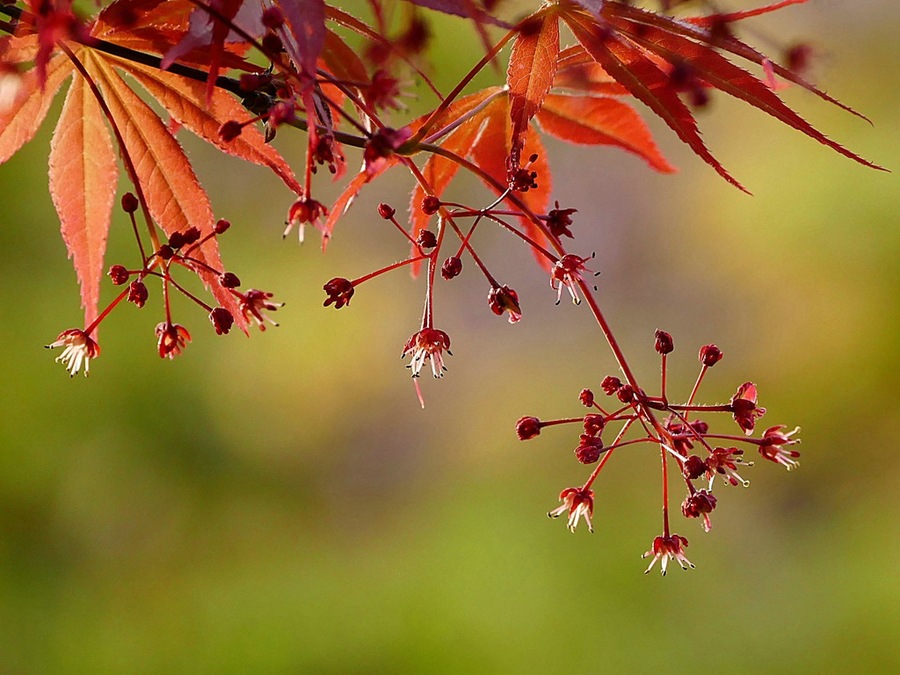 枫树开花