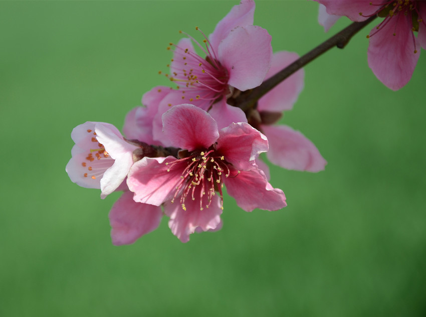 桃花,梨花来争春