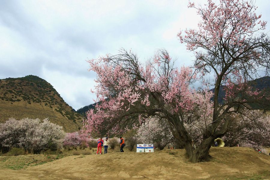 雪域桃花—林芝嘎啦桃花沟(共 10 p)