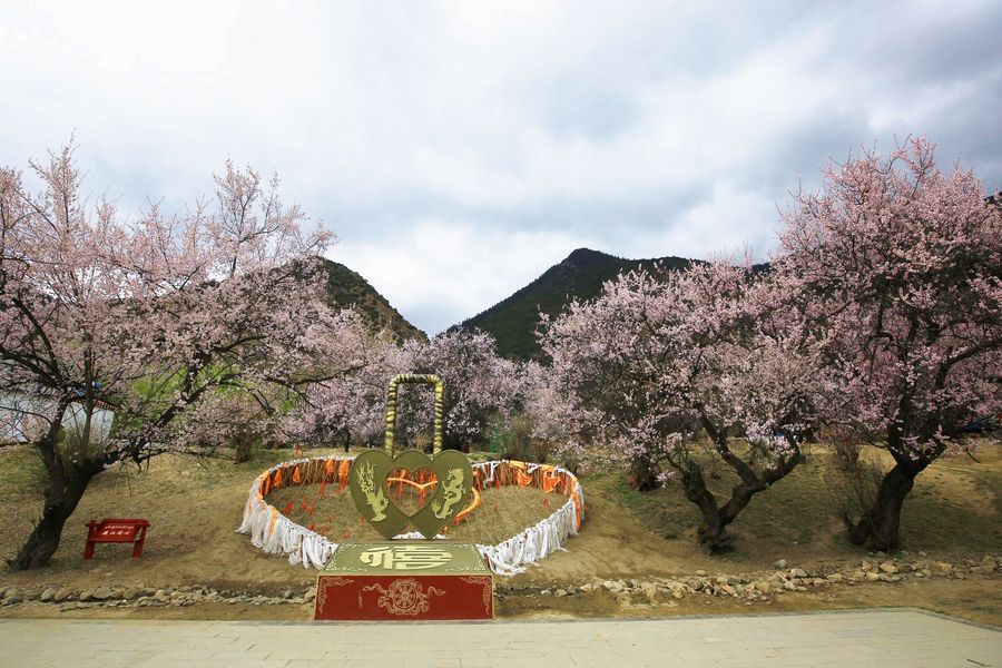 雪域桃花—林芝嘎啦桃花沟(共 10 p)