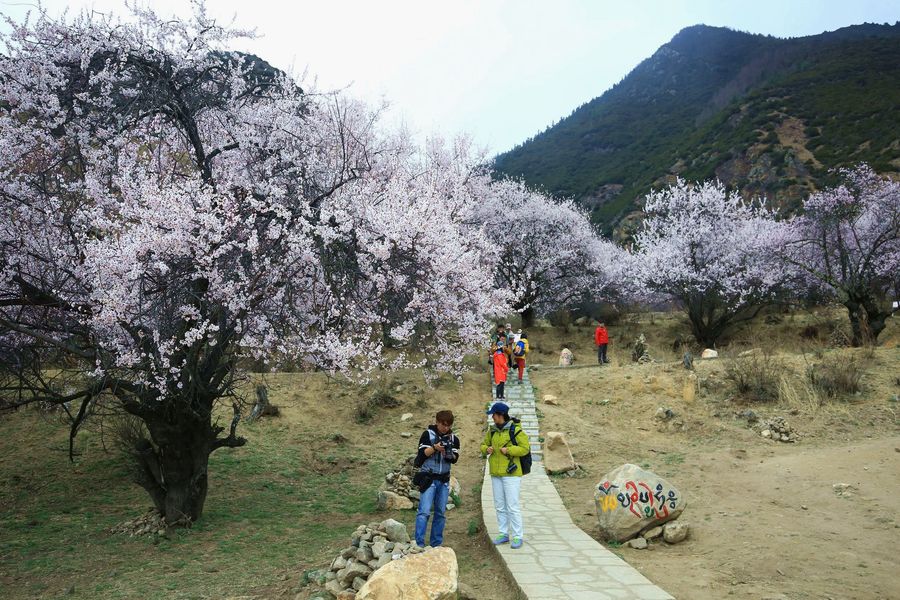 雪域桃花————林芝嘎啦桃花沟