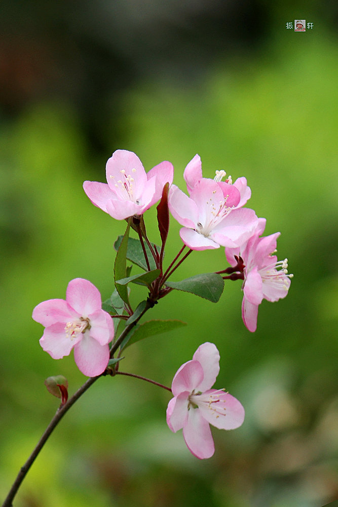 春花烂漫