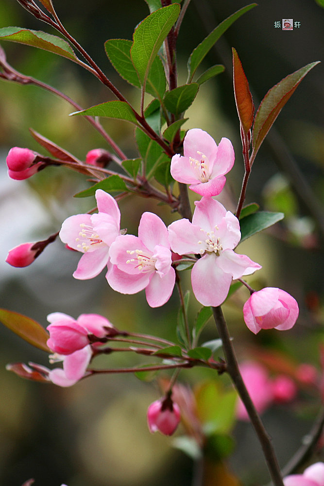 春花烂漫