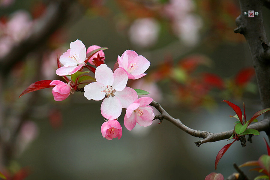 春花烂漫