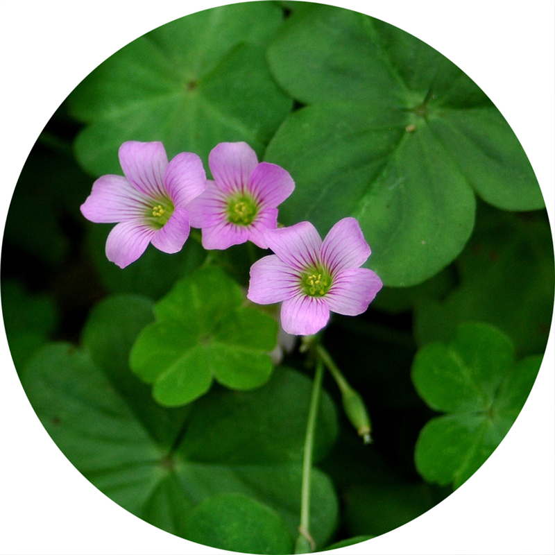 三叶草---苜蓿花二