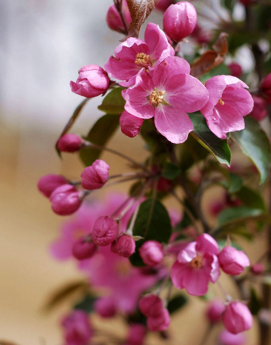 路边的鲜花