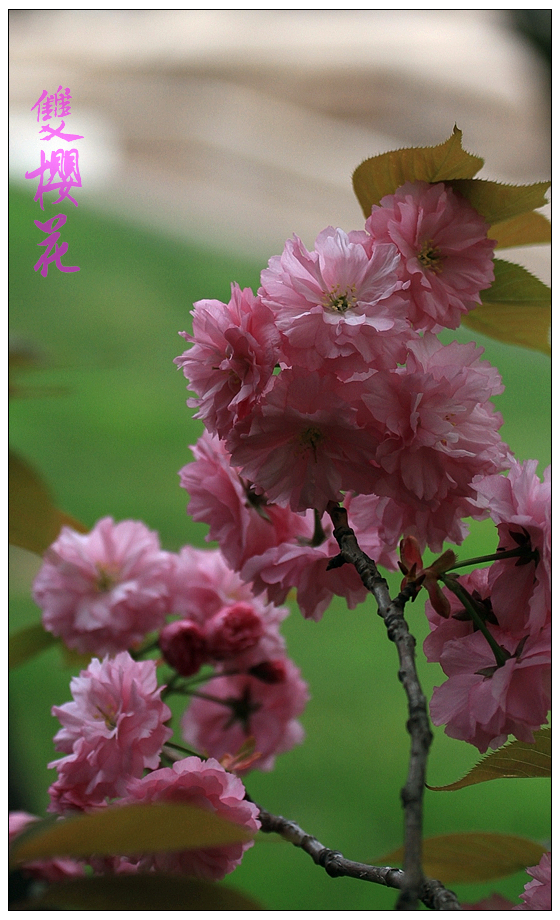 双樱花