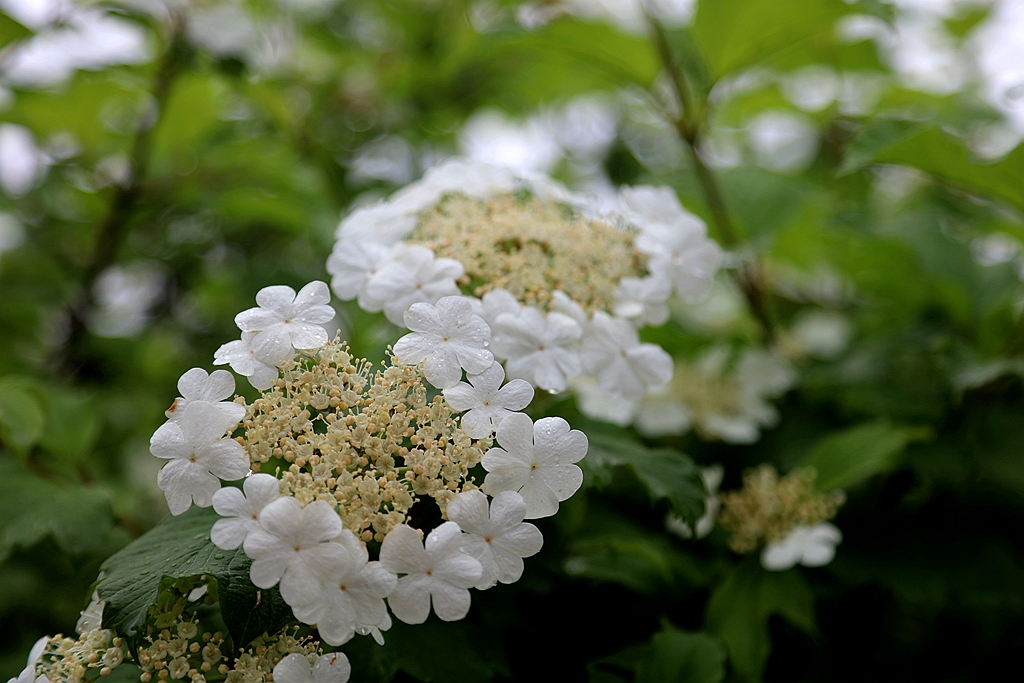 琼花
