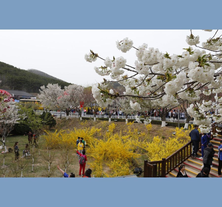 旅顺203高地樱花节