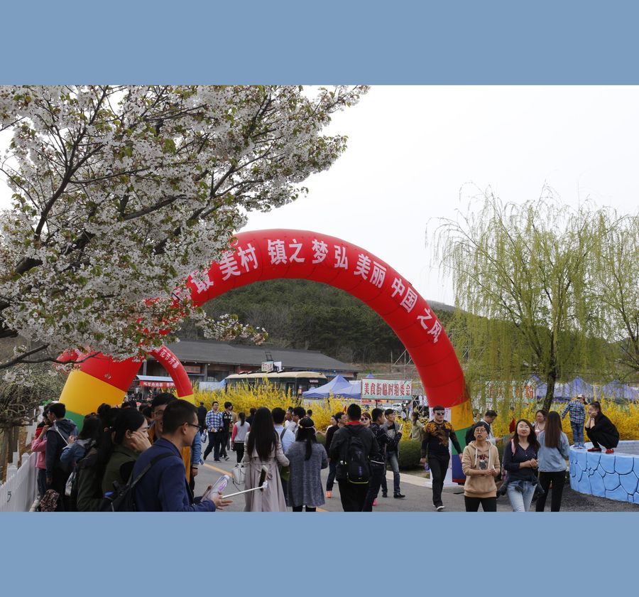 旅顺203高地樱花节