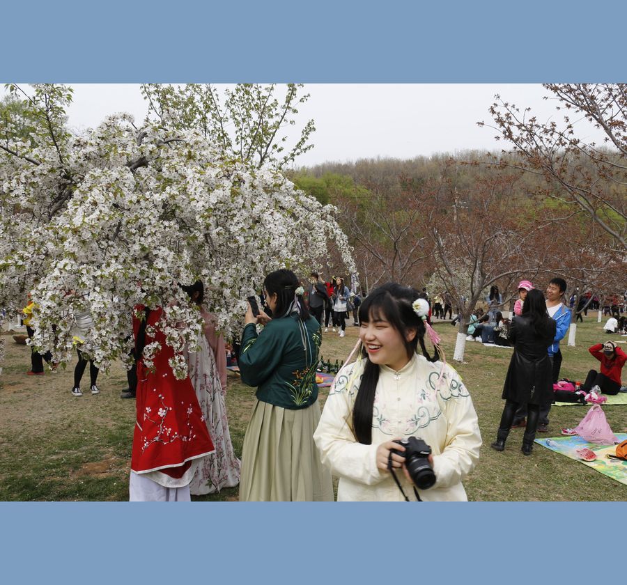 旅顺203高地樱花节