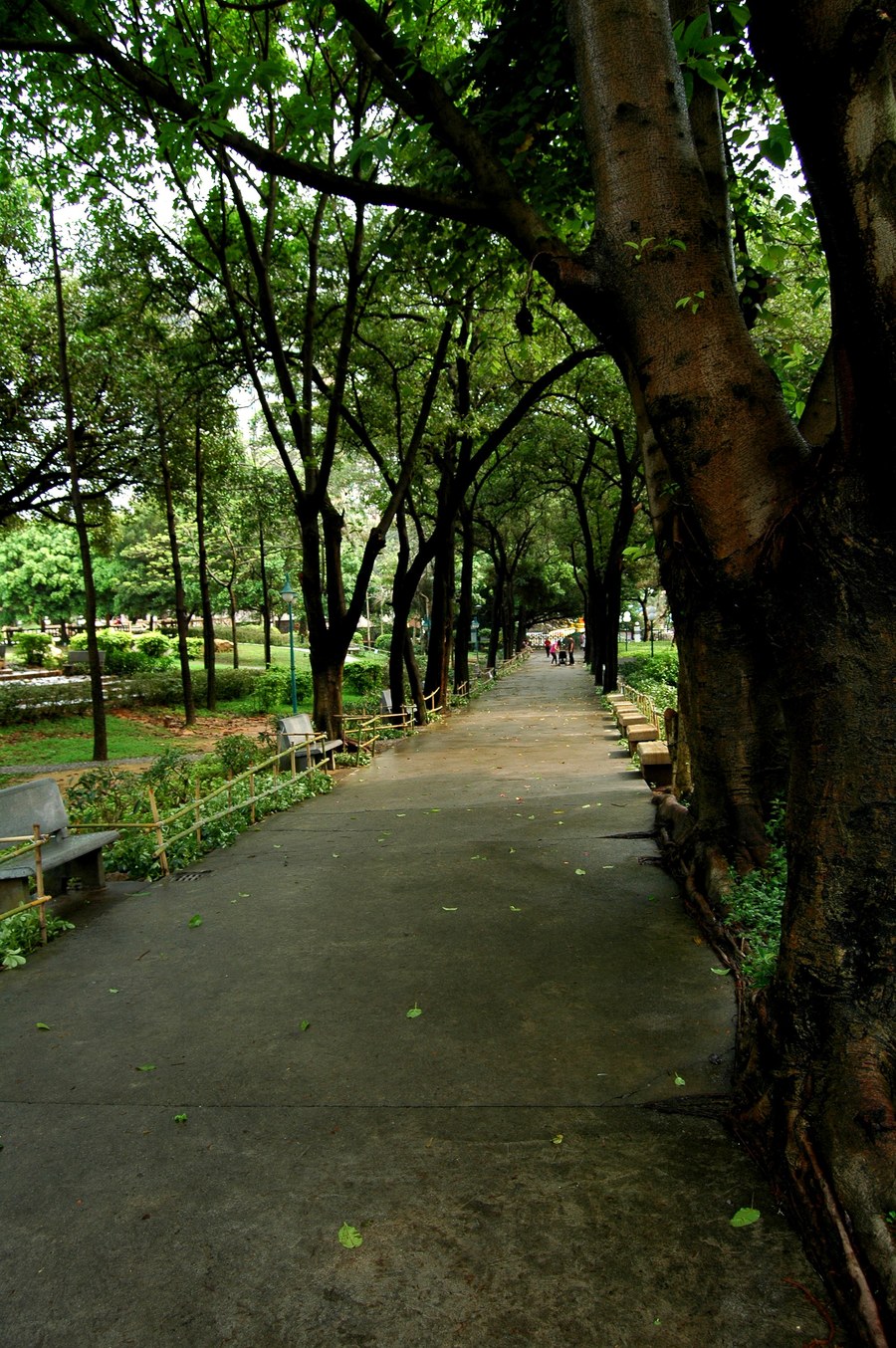 雨后公园