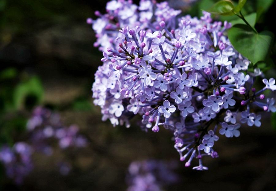 4拍丁香花
