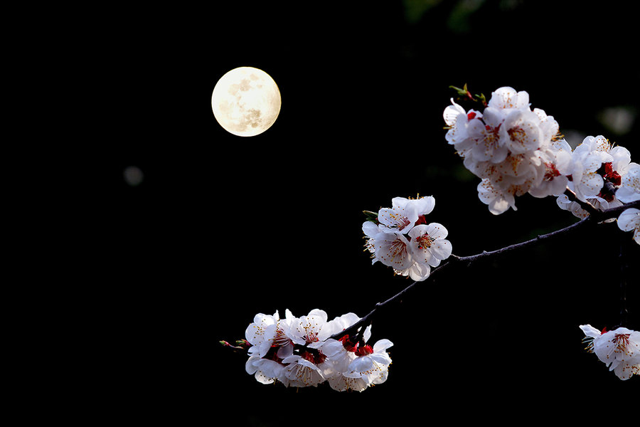 【透过开满鲜花的月亮摄影图片】生态摄影