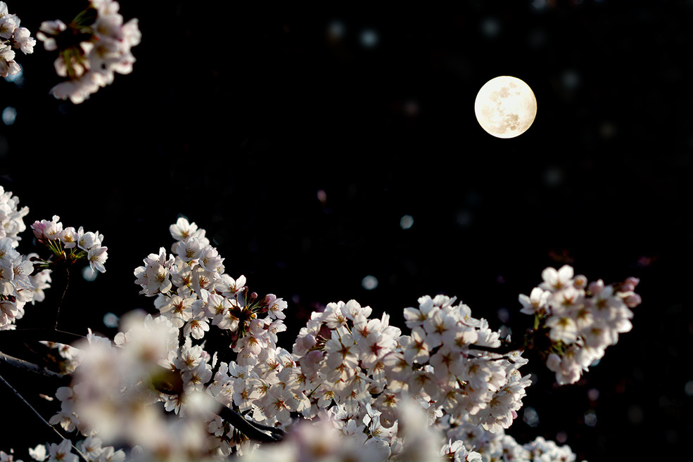 透过开满鲜花的月亮