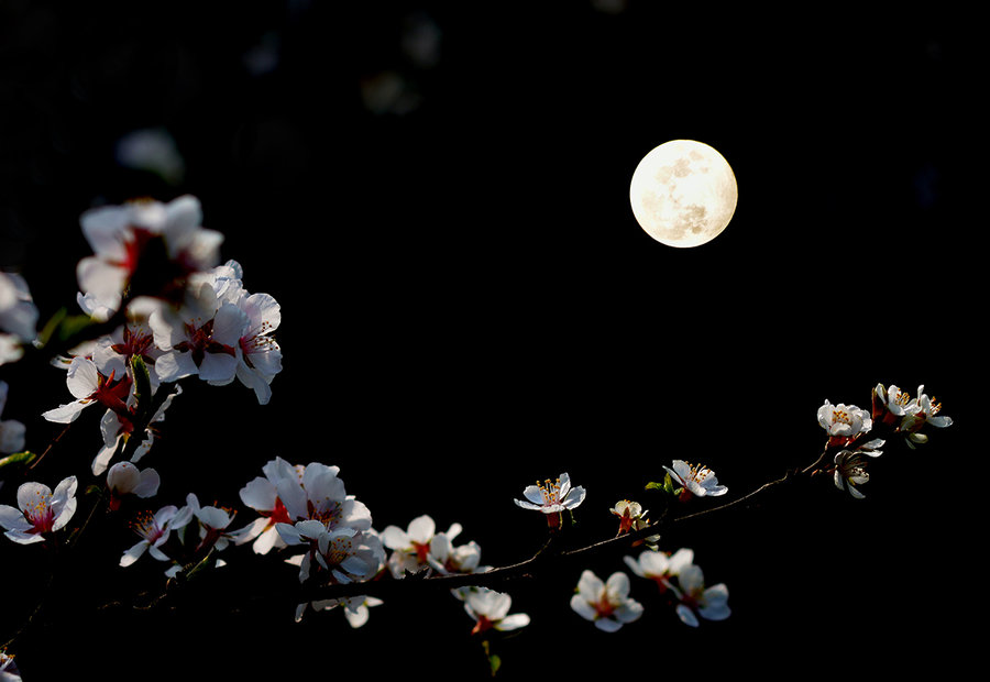 【透过开满鲜花的月亮摄影图片】生态摄影