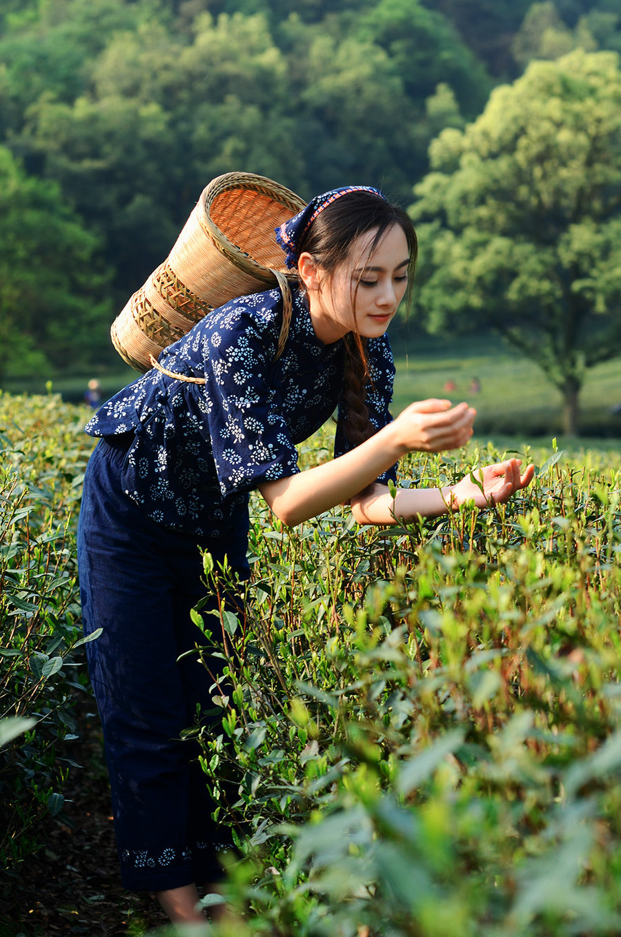 【茶山姑娘 梅家坞摄影图片】杭州梅家坞人像摄影_太平洋电脑网摄影部落