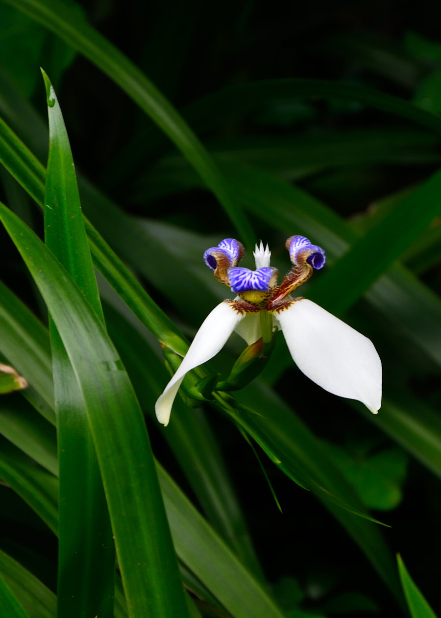 一种兰花