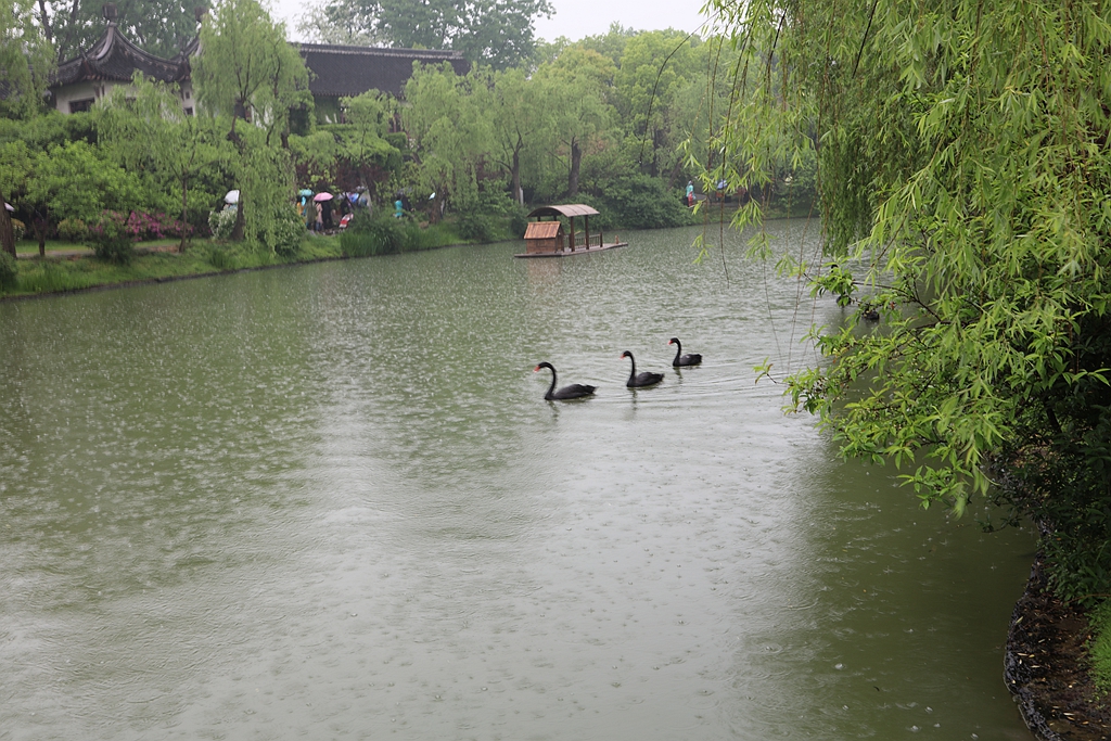 细雨蒙蒙瘦西湖