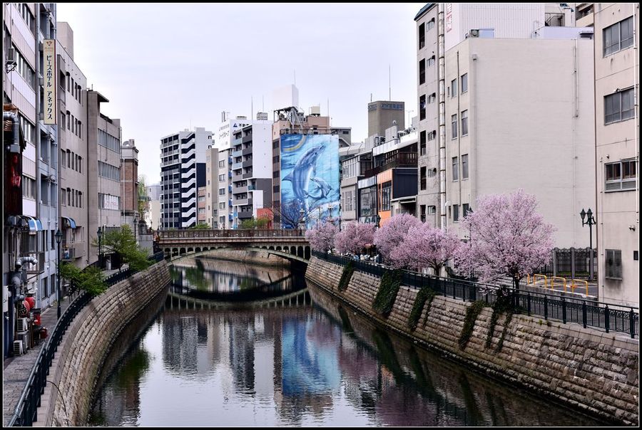 日本城市樱花小景