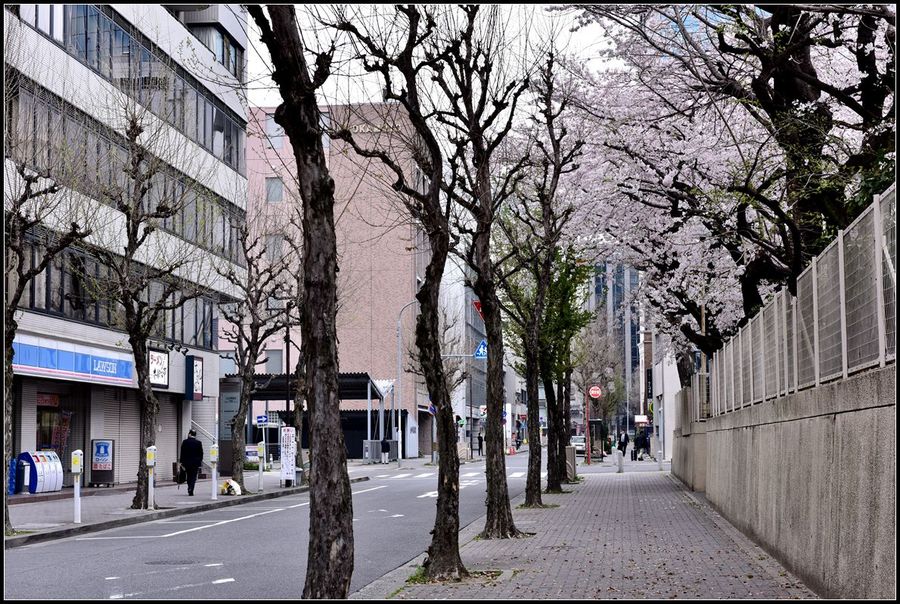 日本城市樱花小景