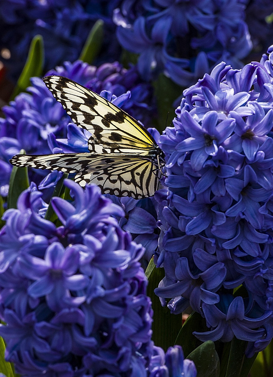 蝶恋花