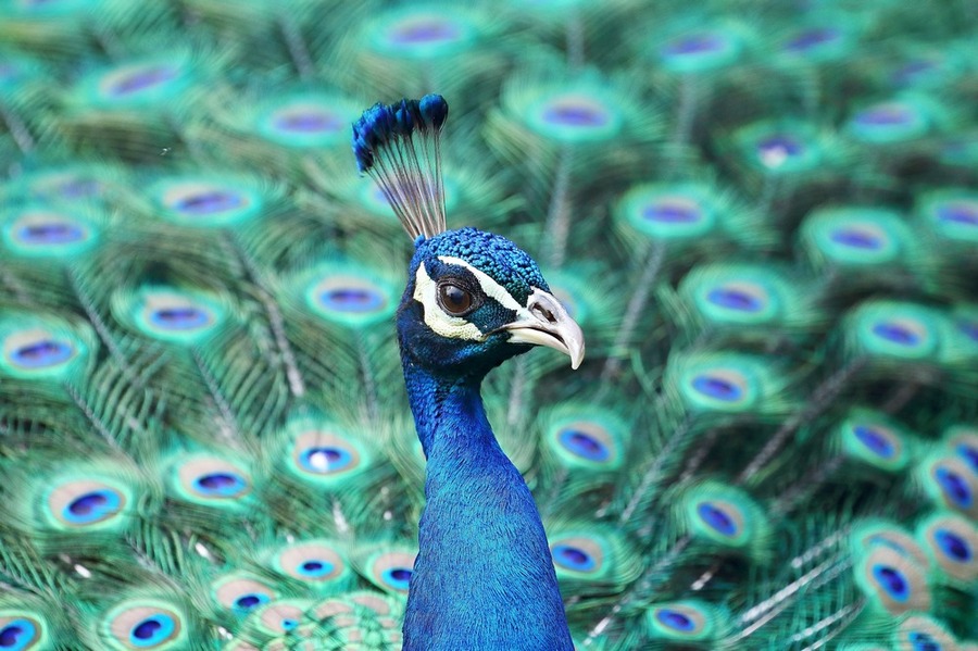 【一只蓝孔雀摄影图片】生态摄影_太平洋电脑网摄影部落