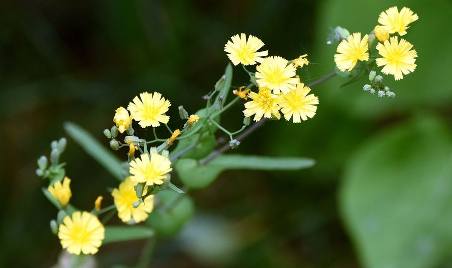 小黄花