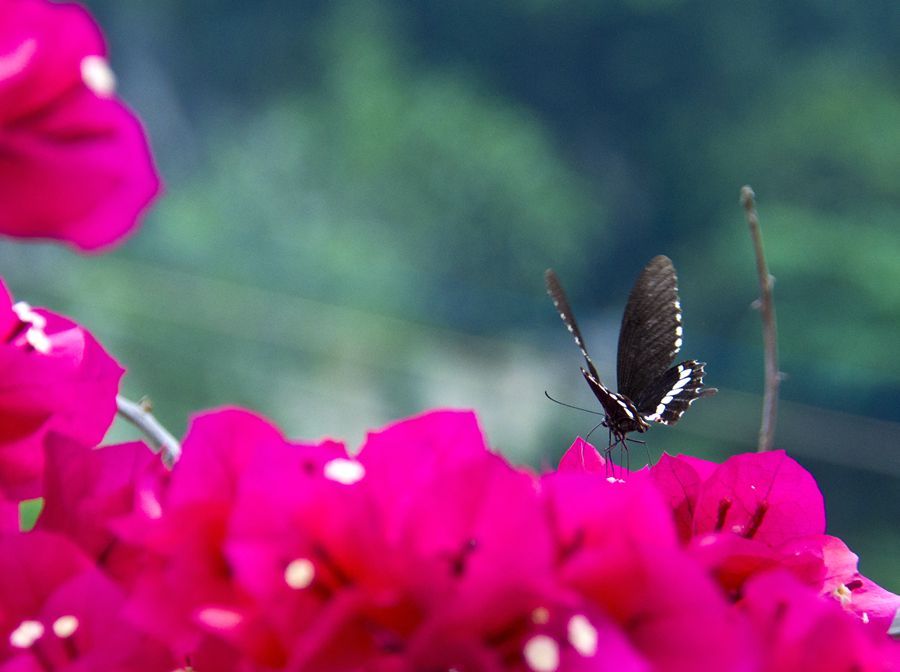 蝶恋花