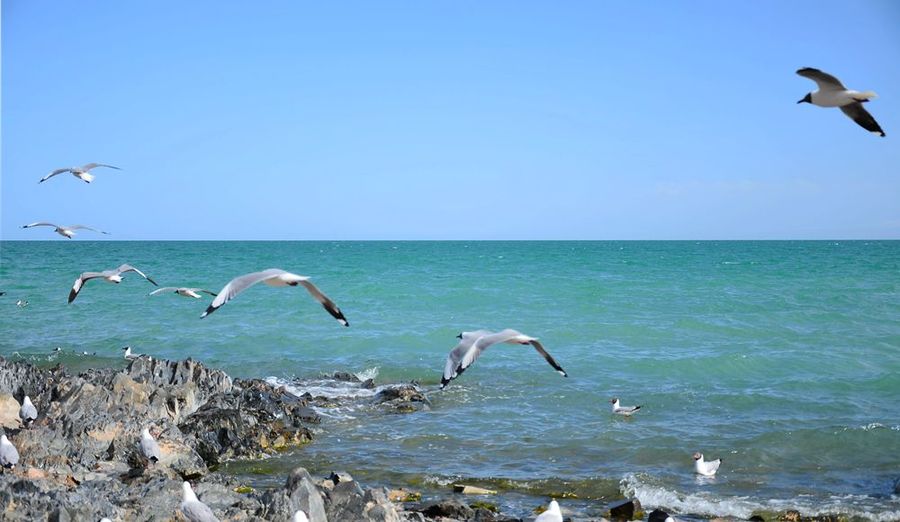 【青海湖鸟岛摄影图片】风光旅游摄影