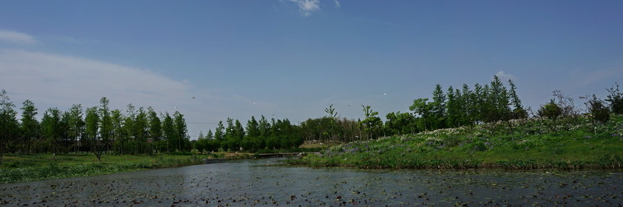 崇明-东滩湿地公园