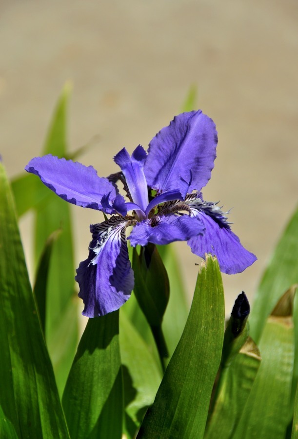 鸢尾花